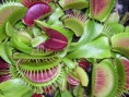 /album/galleria-fotografica/dionaea-muscipula-purple-giant-jpg/